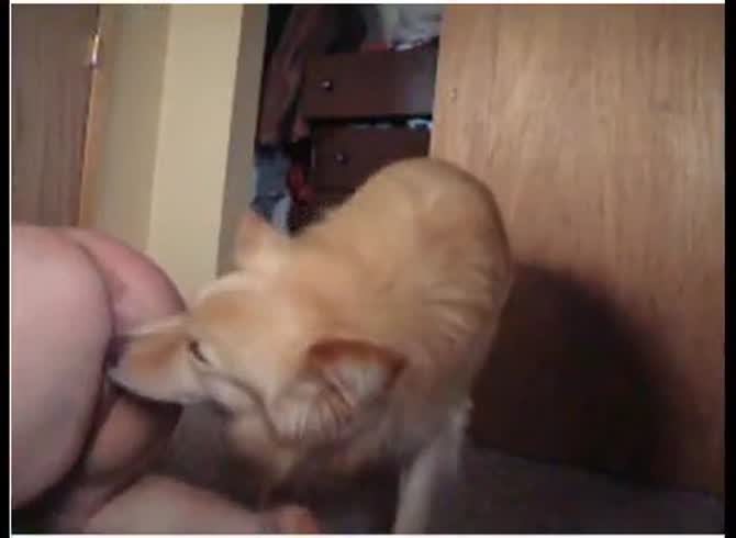 Video :Hairy pussy of girl getting licked and pleasured with dog's tongue